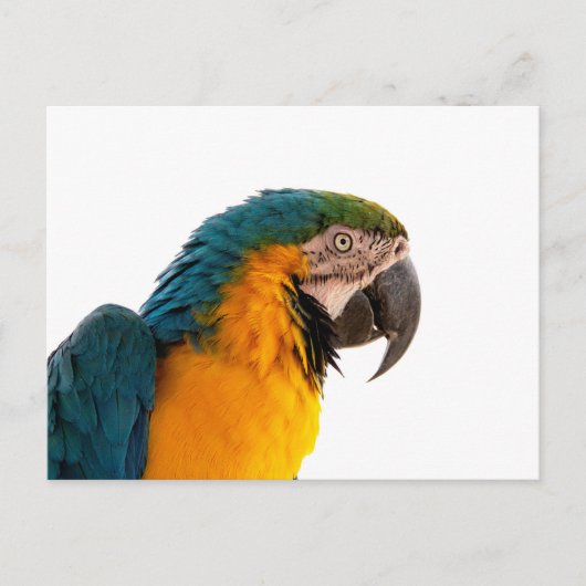 Parrot Notes Briefkaart (Voorkant)