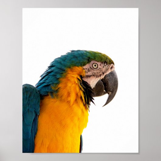 Parrot Notes Poster (Voorkant)