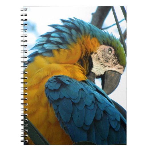 Parrot Notitieboek (Voorkant)