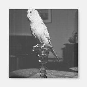 Parrot op de kandlestick B&W Magneet