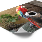 Parrot op de vergadering van Cannon Poster (Hoek)