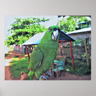 Parrot op een stok poster