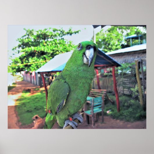 Parrot op een stok poster (Voorkant)
