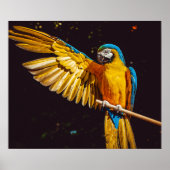 Parrot Out Stretched Wing Poster (Voorkant)