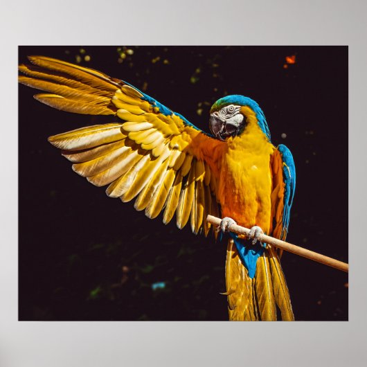 Parrot Out Stretched Wing Poster (Voorkant)