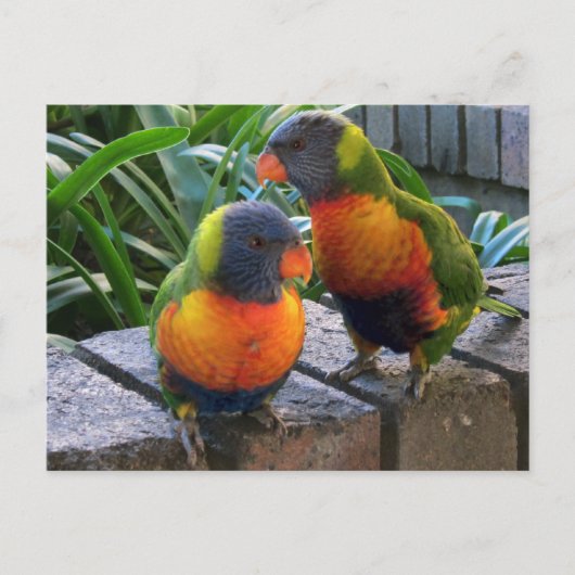 Parrot Pals Briefkaart (Voorkant)