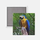 Parrot Pose ~ Magnet (Voorkant / Achterkant)