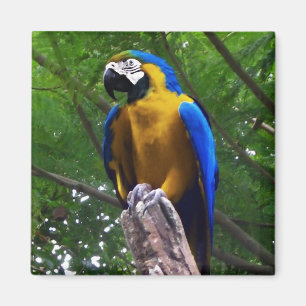Parrot Pose ~ Magnet