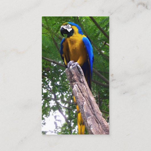 Parrot Pose ~ Visitekaartje (Achterkant)