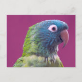 Parrot Post Card Briefkaart (Voorkant)