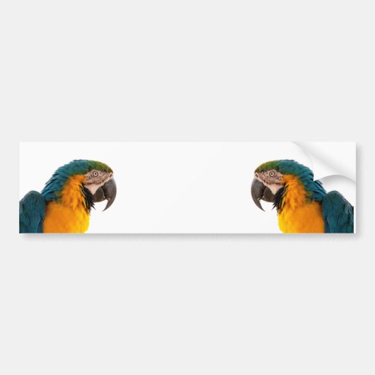Parrot Post-it Notes Bumpersticker (Voorkant)