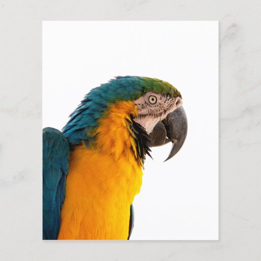 Parrot Post-it Notes Flyer (Achterkant)