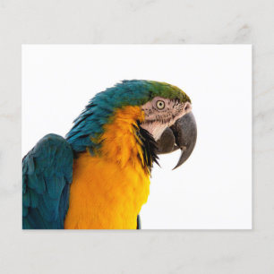 Parrot Post-it Notes Flyer