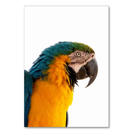 Parrot Post-it Notes Kaart (Voorkant)