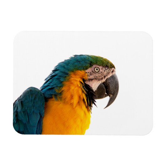 Parrot Post-it Notes Magneet (Horizontaal)