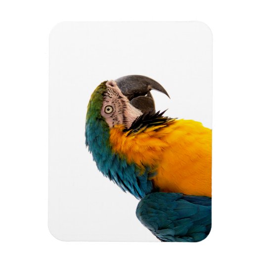 Parrot Post-it Notes Magneet (Verticaal)