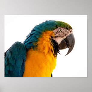 Parrot Post-it Notes Poster
