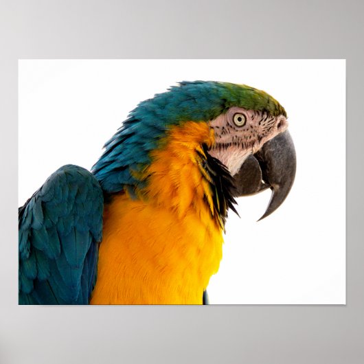Parrot Post-it Notes Poster (Voorkant)