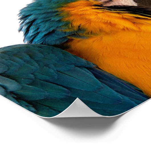 Parrot Post-it Notes Poster (Hoek)