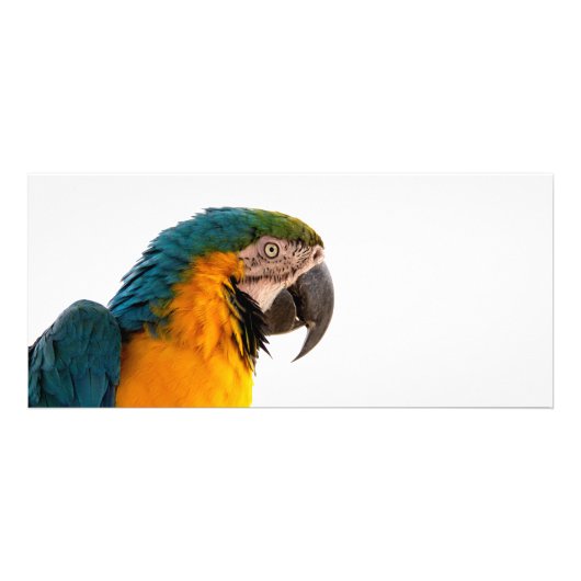 Parrot Post-it Notes Reclamekaart (Voorkant)
