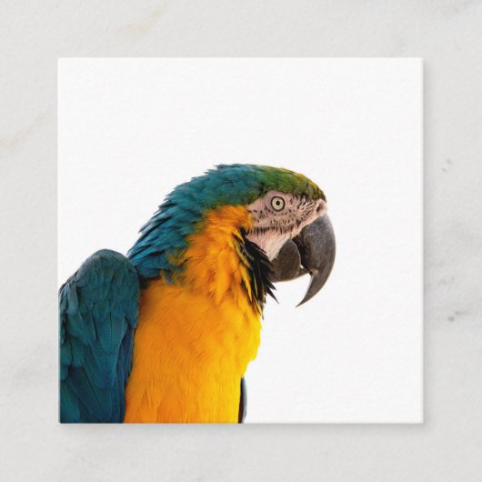 Parrot Post-it Notes Vierkante Visitekaartje (Voorkant)