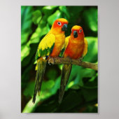 Parrot poster (Voorkant)