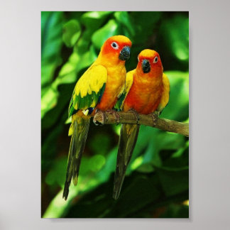 Parrot poster