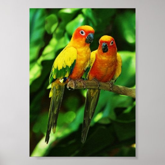 Parrot poster (Voorkant)