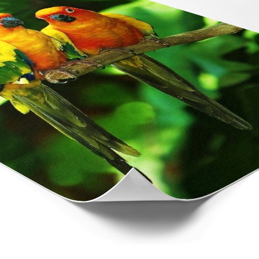 Parrot poster (Hoek)