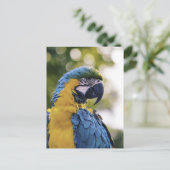 Parrot Profile Portrait Photograph Briefkaart (Staand voorkant)