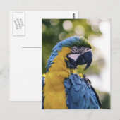 Parrot Profile Portrait Photograph Briefkaart (Voorkant / Achterkant)