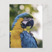 Parrot Profile Portrait Photograph Briefkaart (Voorkant)