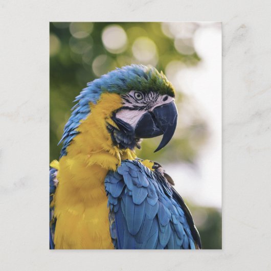 Parrot Profile Portrait Photograph Briefkaart (Voorkant)