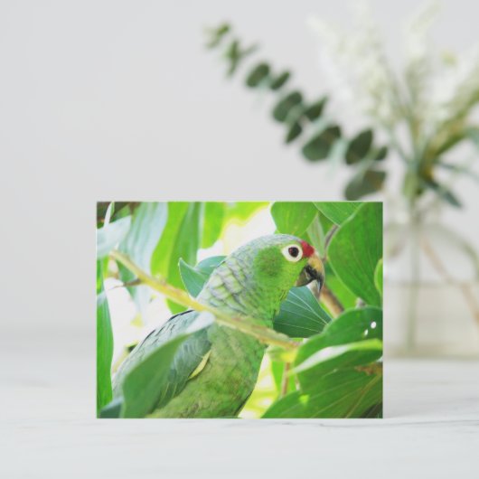 Parrot, Rio Chagres, Panama Briefkaart (Staand voorkant)