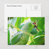 Parrot, Rio Chagres, Panama Briefkaart (Voorkant / Achterkant)