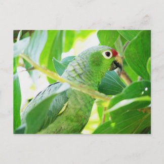 Parrot, Rio Chagres, Panama Briefkaart