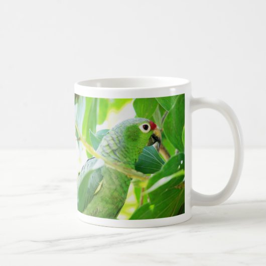 Parrot, Rio Chagres, Panama Koffiemok (Rechts)
