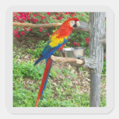 Parrot Sticker (Voorkant)