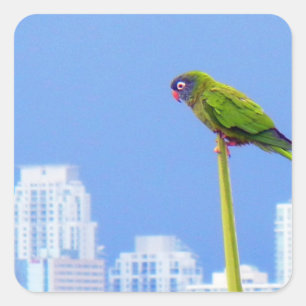 ~Parrot~ STICKER, ADVERTISE, AANGEPAST Vierkante Sticker