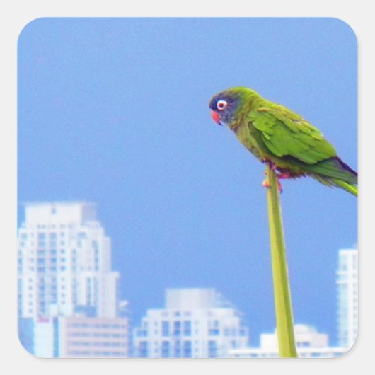~Parrot~ STICKER, ADVERTISE, AANGEPAST Vierkante Sticker (Voorkant)