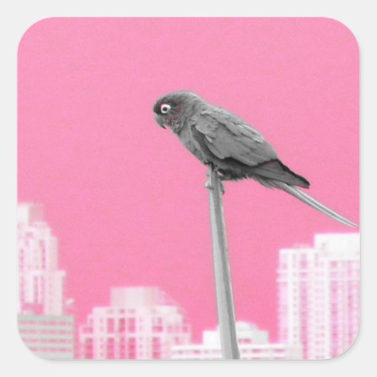 ~Parrot~ STICKER, ADVERTISE, AANGEPAST Vierkante Sticker (Voorkant)