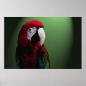 Parrot Talk 36 x 24 Poster (Voorkant)