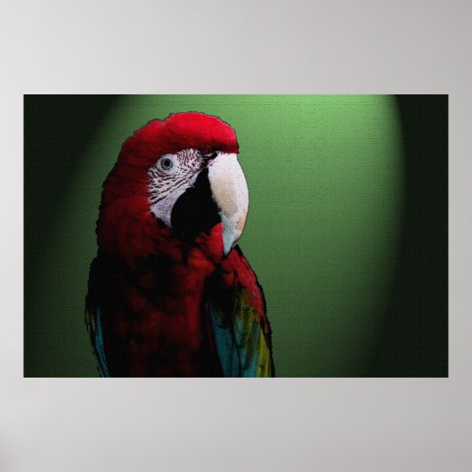Parrot Talk 36 x 24 Poster (Voorkant)