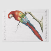Parrot Tropische Bird Decoupage Decoupaging Tissuepapier (Voorkant)