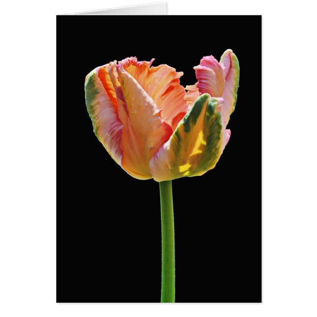 Parrot Tulip (Voorkant)