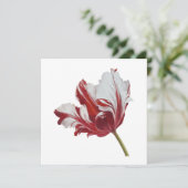 Parrot Tulip 10x Kaart (Staand voorkant)