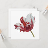 Parrot Tulip 10x Kaart (Voorkant / Achterkant in situ)