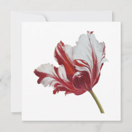 Parrot Tulip 10x  Kaart