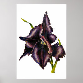 Parrot Tulip Fine Art Print
