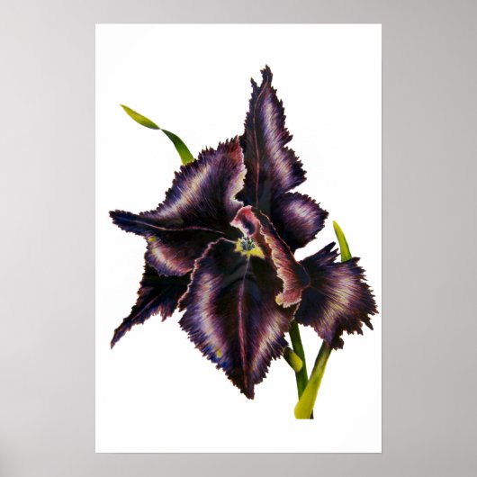 Parrot Tulip Fine Art Print (Voorkant)